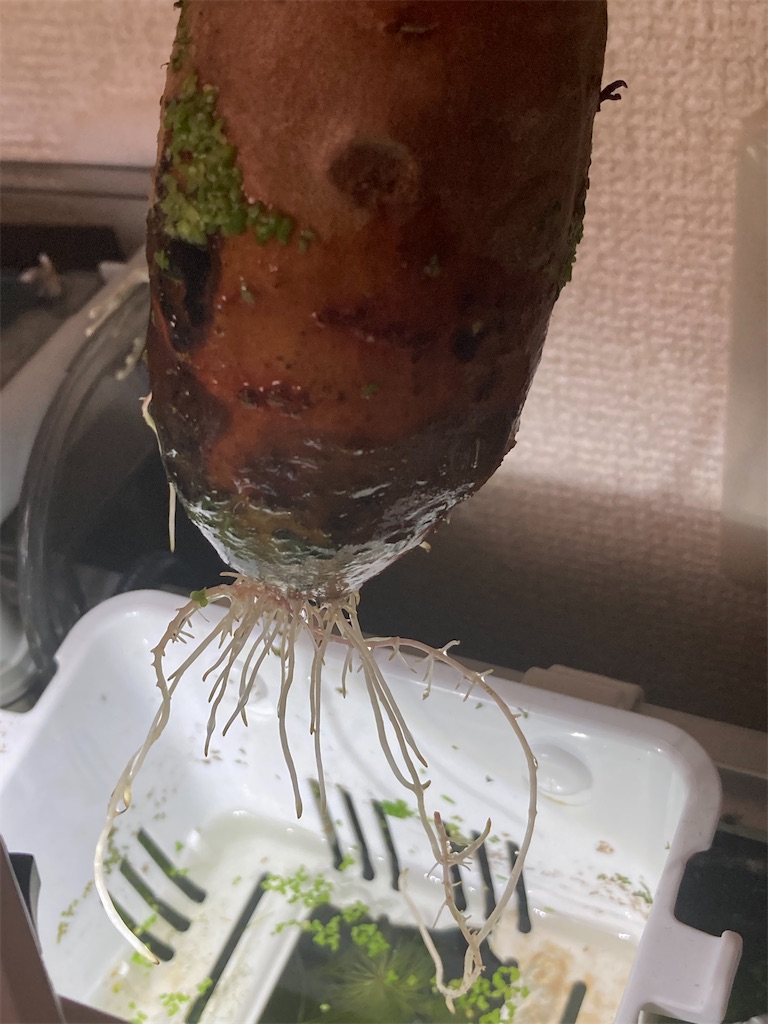 f:id:takoyaki0913:20220405180022j:image