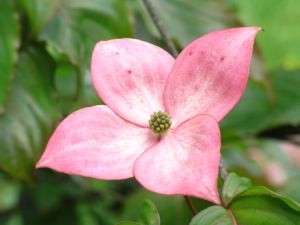 f:id:takuboku_no_iki:20100620171656j:image