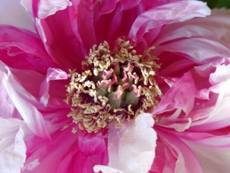 f:id:takuboku_no_iki:20110119172327j:image