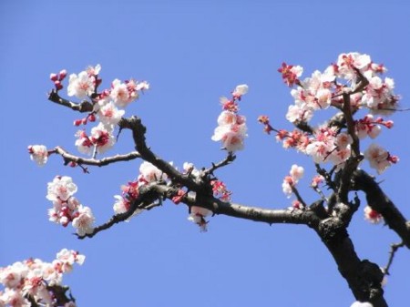 f:id:takuboku_no_iki:20110302174341j:image f:id:takuboku_no_iki:20110302174341j:image