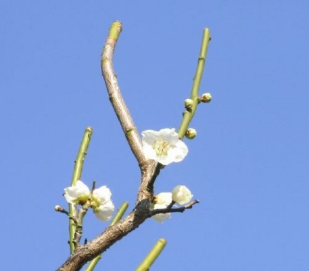 f:id:takuboku_no_iki:20110303193809j:image f:id:takuboku_no_iki:20110303193809j:image