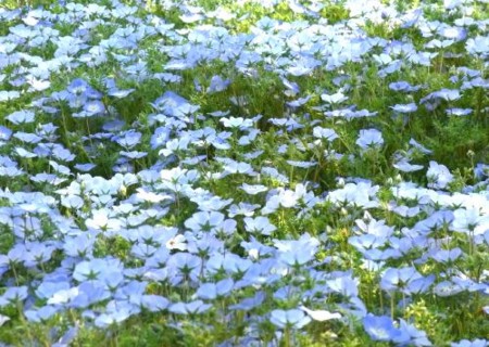 f:id:takuboku_no_iki:20110506080800j:image f:id:takuboku_no_iki:20110506080800j:image
