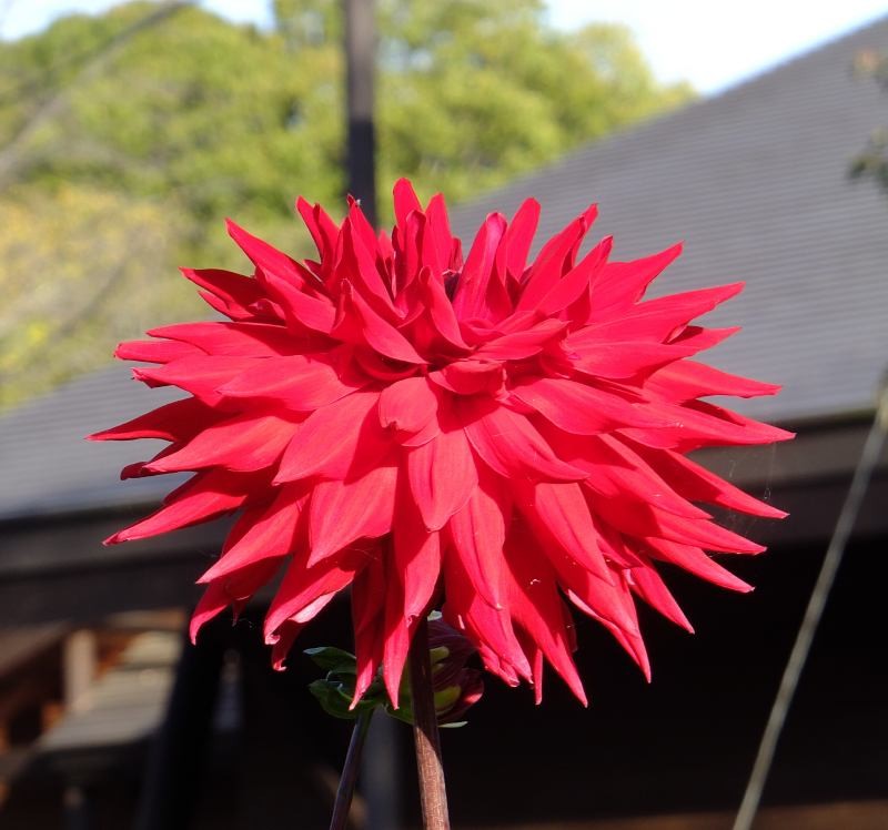 f:id:takuboku_no_iki:20141004165827j:image:w640