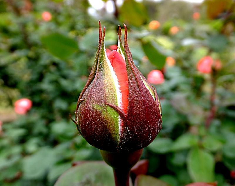 f:id:takuboku_no_iki:20141027171707j:image:w640