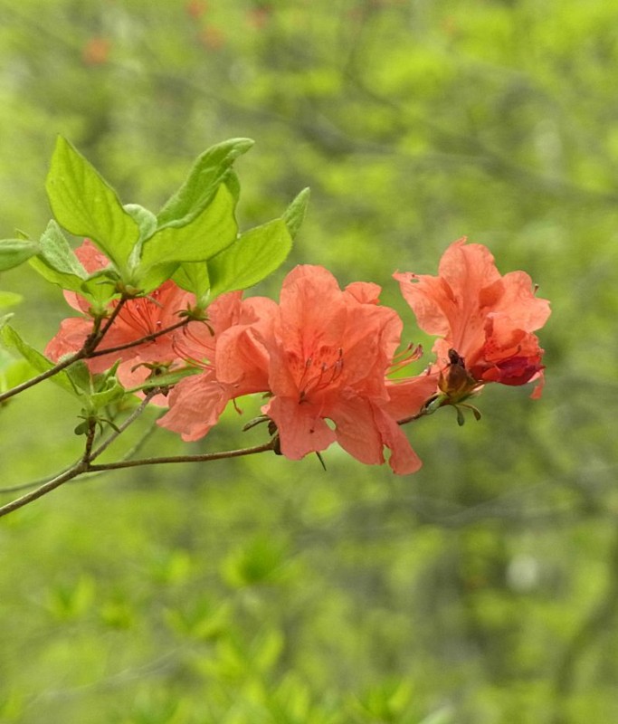f:id:takuboku_no_iki:20150519163627j:image:w640 f:id:takuboku_no_iki:20150519163627j:image:w640