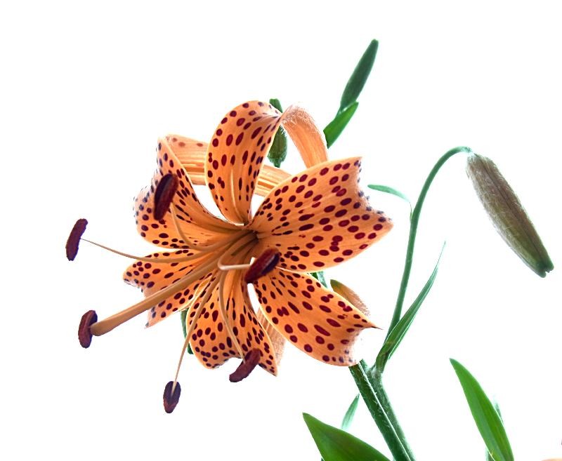 f:id:takuboku_no_iki:20150816163448j:image:w640 f:id:takuboku_no_iki:20150816163448j:image:w640