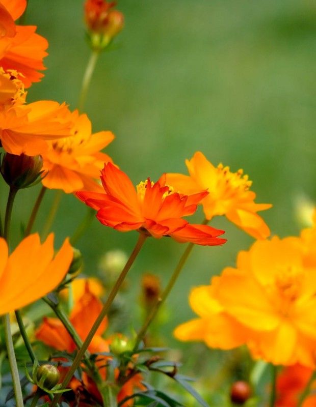 f:id:takuboku_no_iki:20161024145225j:image:w640