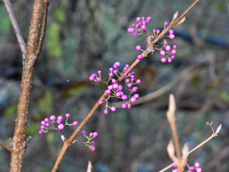 f:id:takuboku_no_iki:20171205153450j:image:w640 f:id:takuboku_no_iki:20171205153450j:image:w640