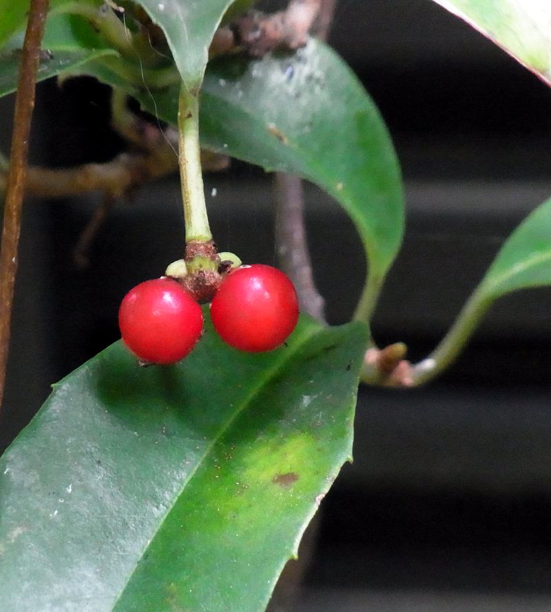 f:id:takuboku_no_iki:20171207155910j:image:w640