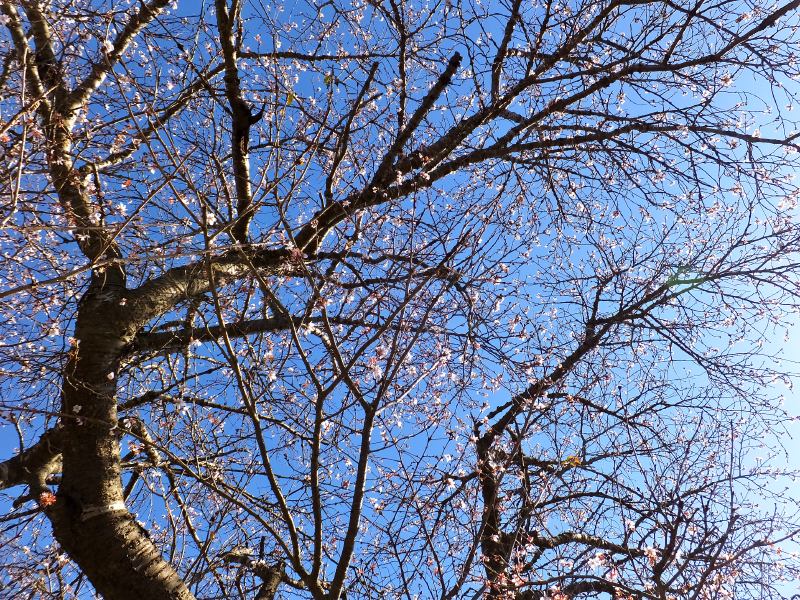 f:id:takuboku_no_iki:20171222170452j:image:w640