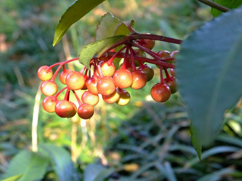 f:id:takuboku_no_iki:20171226161432j:image:w640