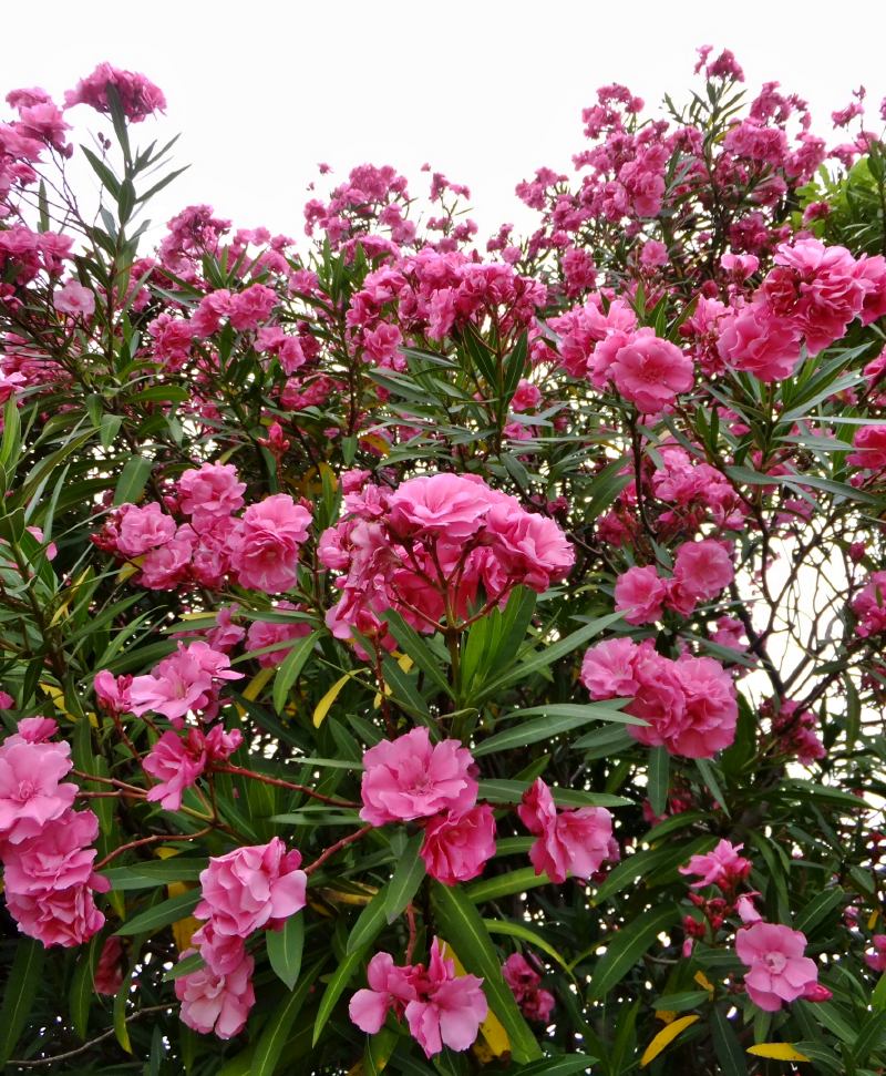 f:id:takuboku_no_iki:20180727160705j:image:w640 f:id:takuboku_no_iki:20180727160705j:image:w640