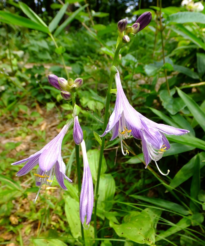 f:id:takuboku_no_iki:20180731170357j:image:w640 f:id:takuboku_no_iki:20180731170357j:image:w640