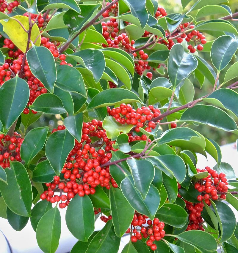 f:id:takuboku_no_iki:20181228143537j:plain f:id:takuboku_no_iki:20181228143537j:plain