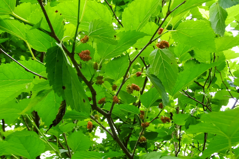 f:id:takuboku_no_iki:20210630154606j:plain