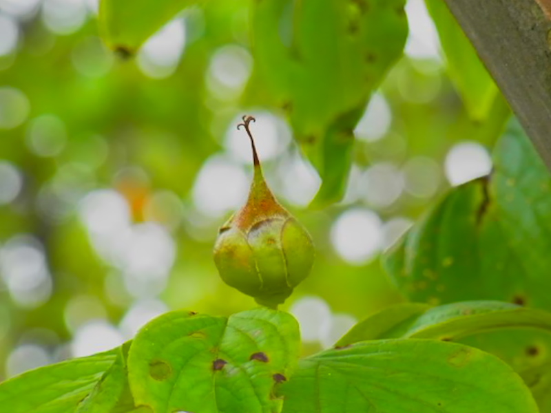 f:id:takuboku_no_iki:20210813154336j:plain