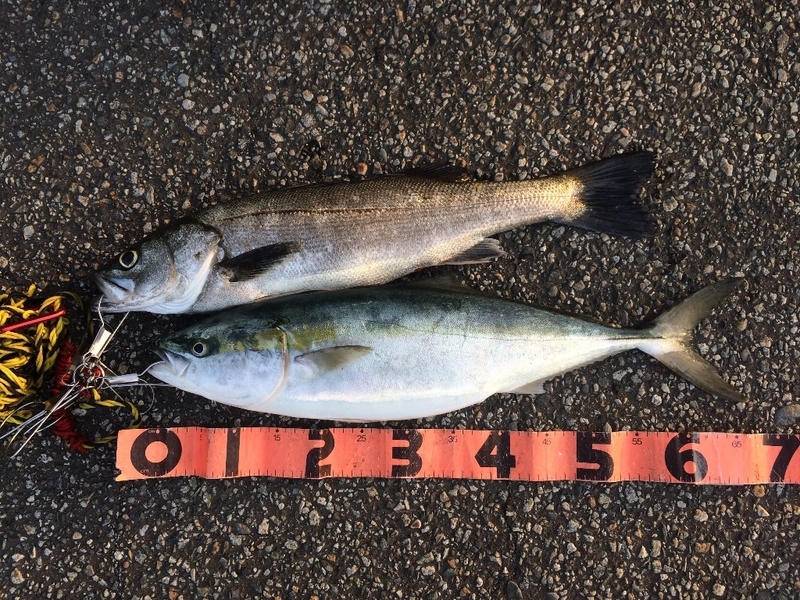 17春プラッキング ショアジギング 闘魂 男の魚釣りin愛媛