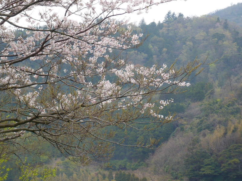 大津　桜