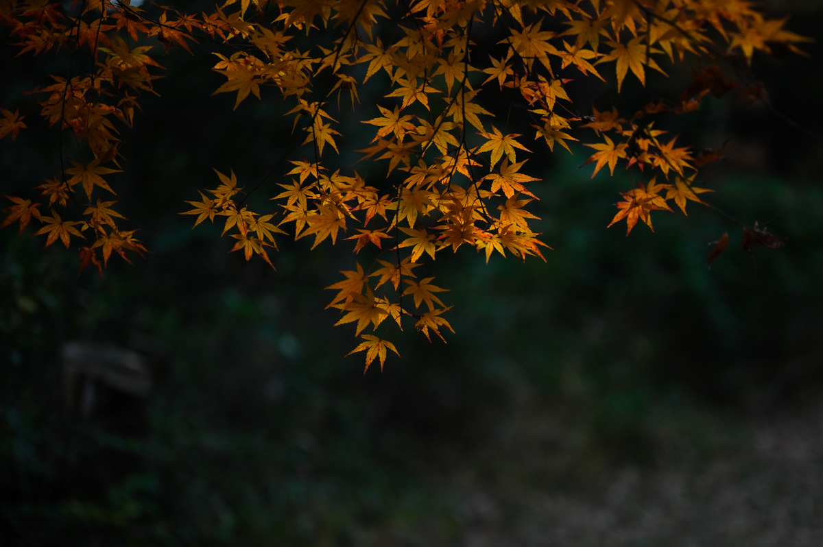 f:id:takum82:20210323231526j:plain