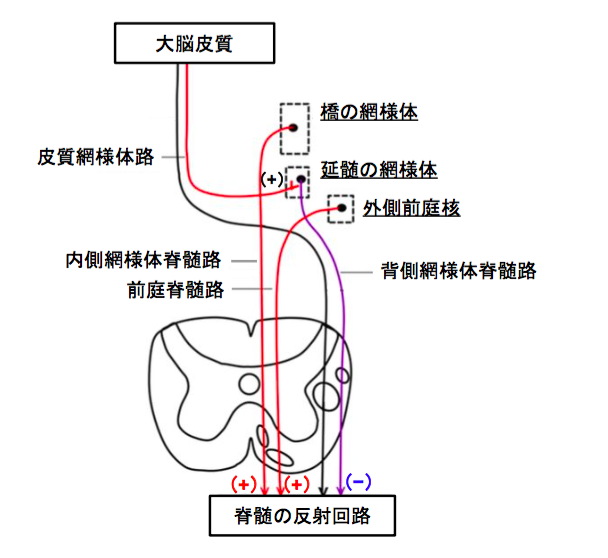 徐 脳 硬直