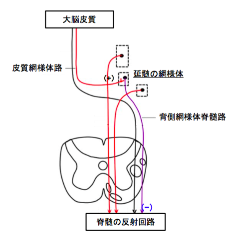 筋肉反射応用治療学 屈曲反射と交差性伸筋反射の特徴と役割 - Study channel