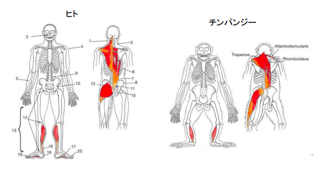 f:id:takumasa39:20171214131900p:plain