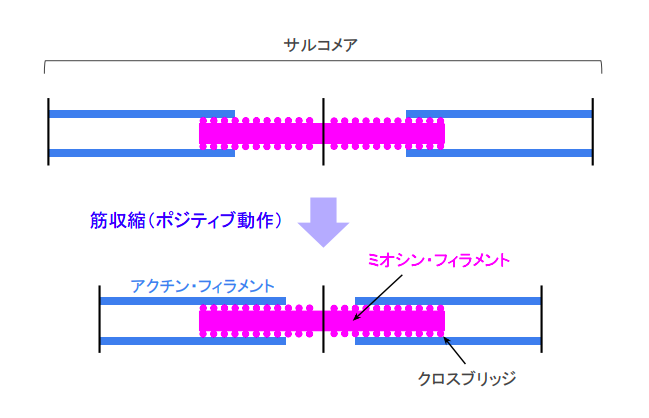 f:id:takumasa39:20180719154329p:plain