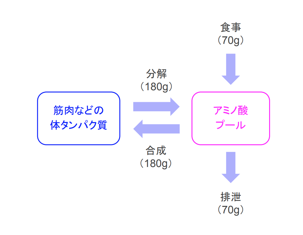 筋トレをするとモテる本当の理由 リハビリmemo 筋トレをするとモテる本当の理由 リハビリmemo