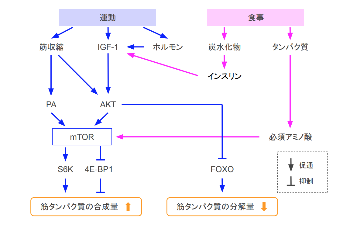 f:id:takumasa39:20211206233612p:plain