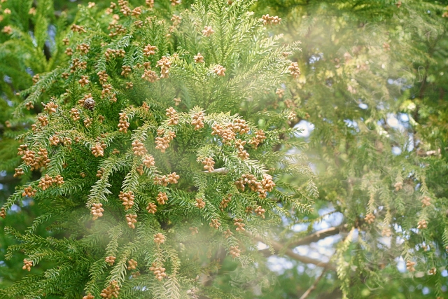 f:id:takumi102938:20190225231547j:plain f:id:takumi102938:20190225231547j:plain