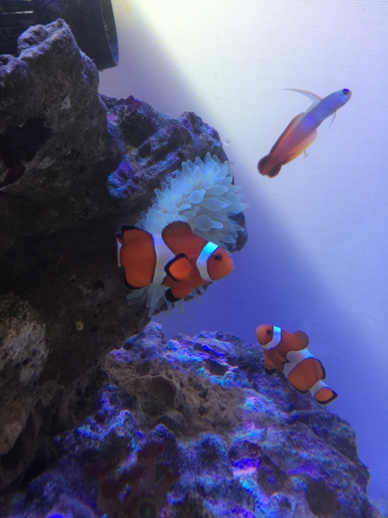 f:id:takumimoai:20171212130217j:plain f:id:takumimoai:20171212130217j:plain