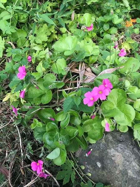 イモカタバミ - しあわせ、たくさん！