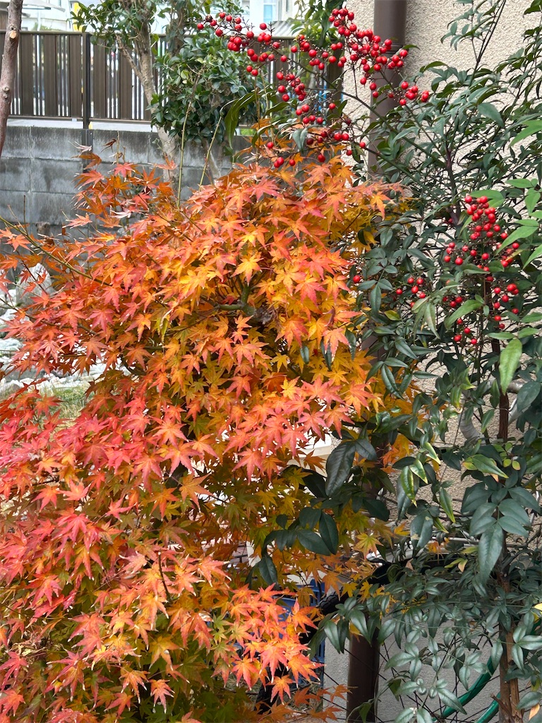 f:id:takusan00:20251214134603j:image f:id:takusan00:20251214134603j:image