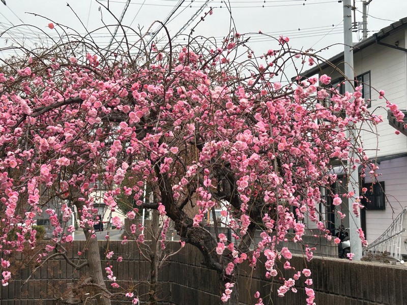 梅の花の散る季節 - しあわせ、たくさん!