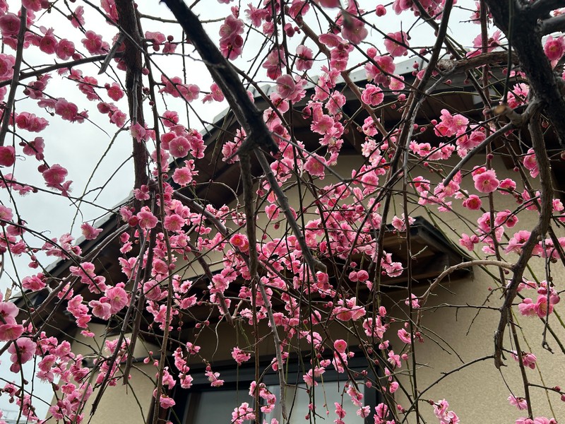 梅の花の散る季節 - しあわせ、たくさん!