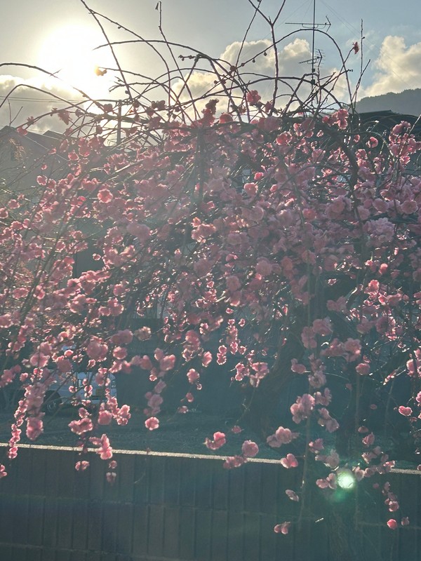 梅の花の散る季節 - しあわせ、たくさん!
