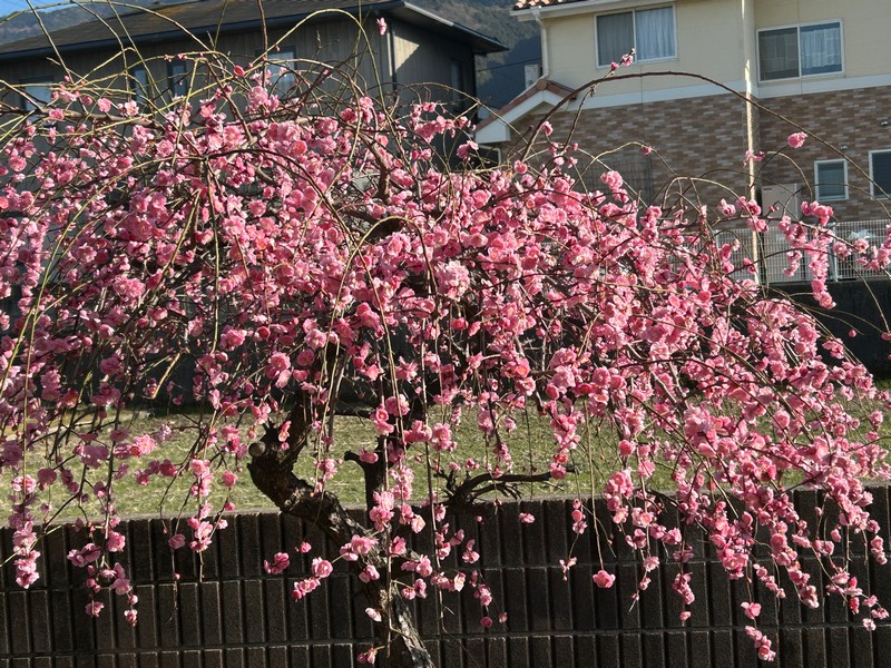 梅の花の散る季節 - しあわせ、たくさん!