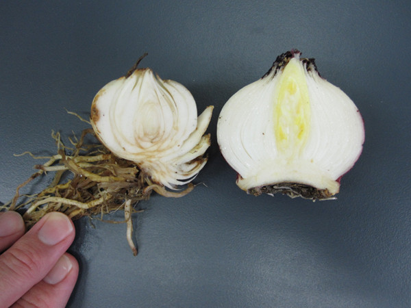 ヒアシンスの球根断面 拓殖大学北海道短大 花の観察手帳