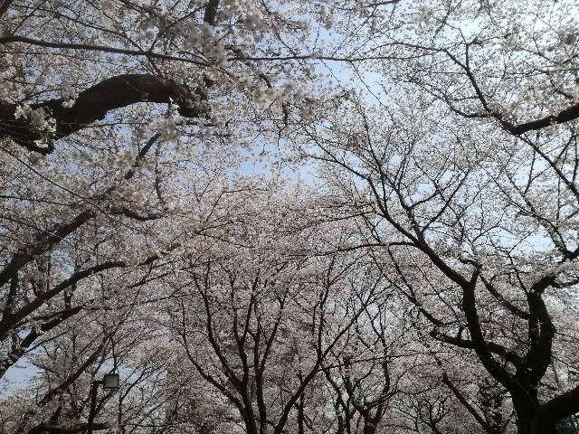 桜祭りとリベンバーミー Amity Rrでgo Takutakukun S Blog 桜祭りとリベンバーミー Amity Rrでgo Takutakukun S Blog