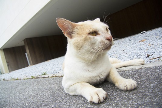 f:id:takuteto:20160511143449j:plain f:id:takuteto:20160511143449j:plain