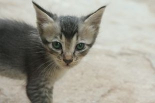 f:id:takuteto:20160808092950j:plain