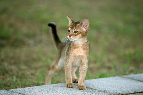 f:id:takuteto:20161018210314j:plain