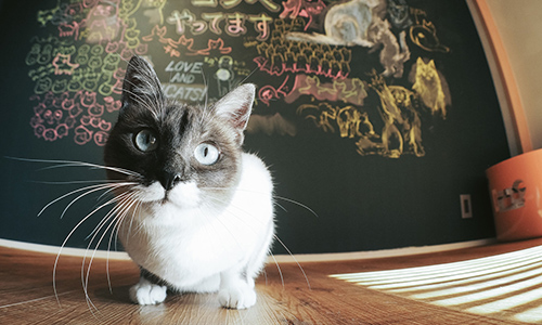 f:id:takuteto:20170120160925j:plain