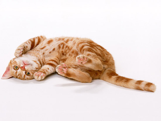 f:id:takuteto:20170310220957j:plain f:id:takuteto:20170310220957j:plain