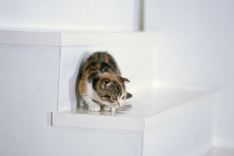 f:id:takuteto:20170430213215j:plain f:id:takuteto:20170430213215j:plain