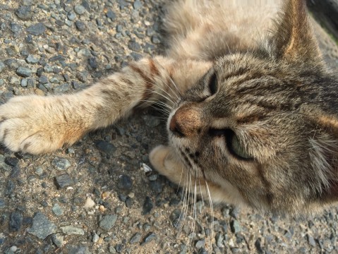 f:id:takuteto:20170531145126j:plain f:id:takuteto:20170531145126j:plain