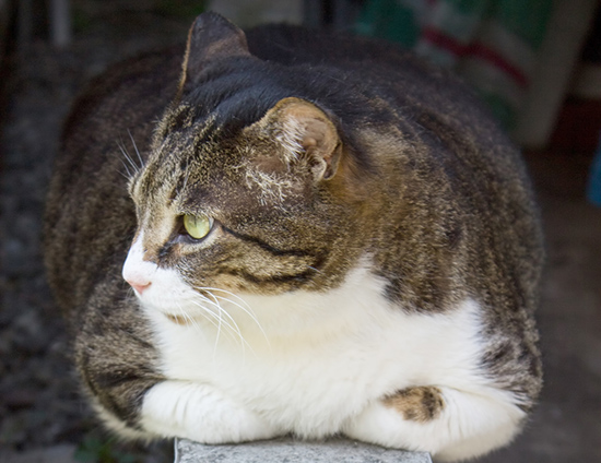 f:id:takuteto:20170619192505j:plain f:id:takuteto:20170619192505j:plain