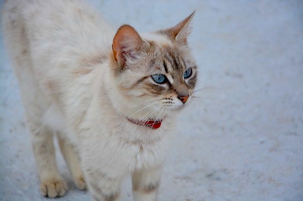 f:id:takuteto:20170705205233j:plain f:id:takuteto:20170705205233j:plain