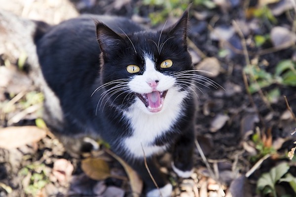 f:id:takuteto:20171117120556j:plain f:id:takuteto:20171117120556j:plain