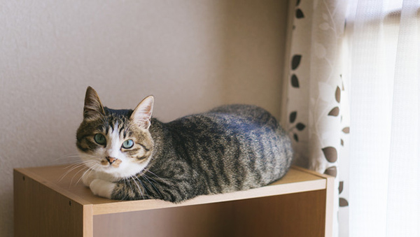 f:id:takuteto:20171127183148j:plain f:id:takuteto:20171127183148j:plain